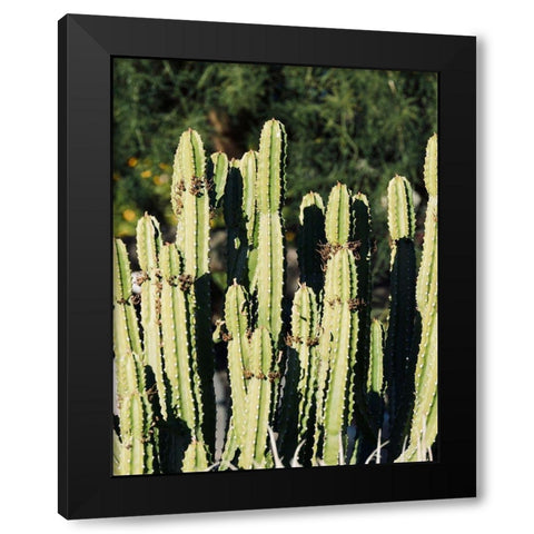Cactus IX Black Modern Wood Framed Art Print by Singleton, Ashley