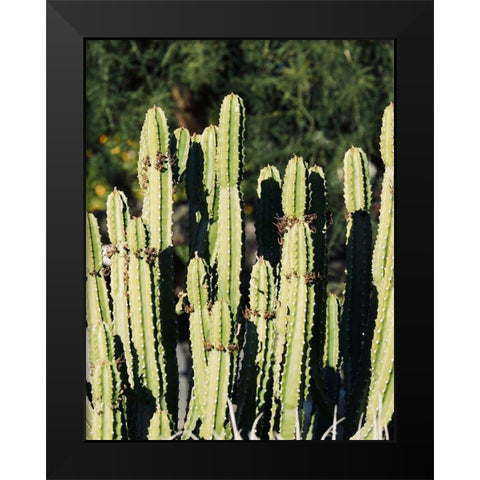 Cactus IX Black Modern Wood Framed Art Print by Singleton, Ashley