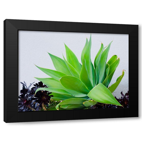 Succulent I Black Modern Wood Framed Art Print with Double Matting by Singleton, Ashley
