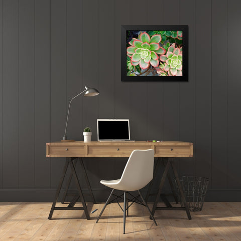 Succulent II Black Modern Wood Framed Art Print by Singleton, Ashley