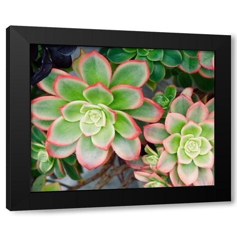 Succulent II Black Modern Wood Framed Art Print by Singleton, Ashley