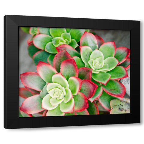Succulent III Black Modern Wood Framed Art Print by Singleton, Ashley