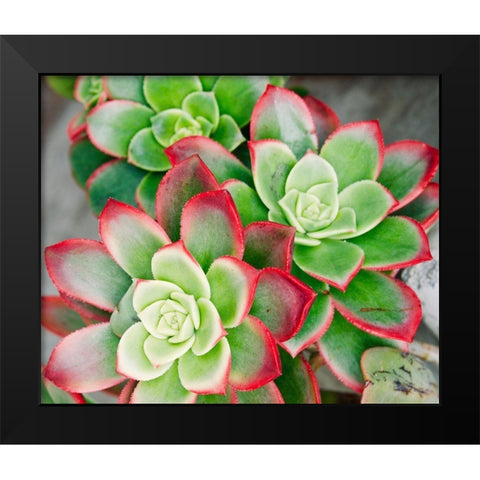 Succulent III Black Modern Wood Framed Art Print by Singleton, Ashley