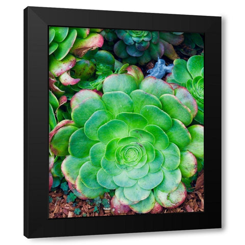 Succulent IV Black Modern Wood Framed Art Print by Singleton, Ashley