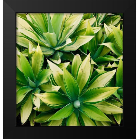 Succulent V Black Modern Wood Framed Art Print by Singleton, Ashley