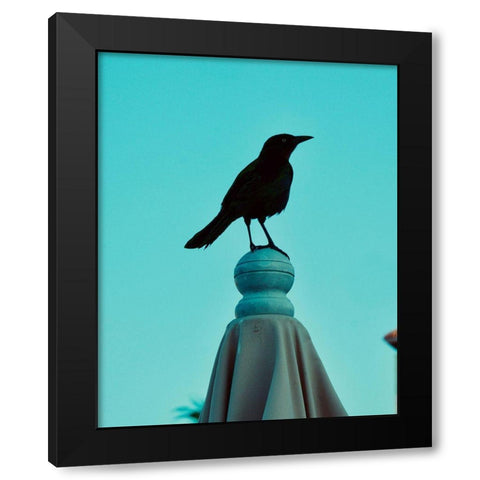 Blue Raven Black Modern Wood Framed Art Print by Singleton, Ashley