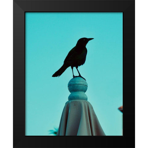 Blue Raven Black Modern Wood Framed Art Print by Singleton, Ashley