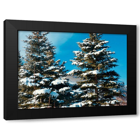 Evergreens Black Modern Wood Framed Art Print with Double Matting by Singleton, Ashley