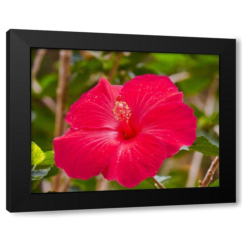 Raindrops on Hibiscus Black Modern Wood Framed Art Print with Double Matting by Singleton, Ashley