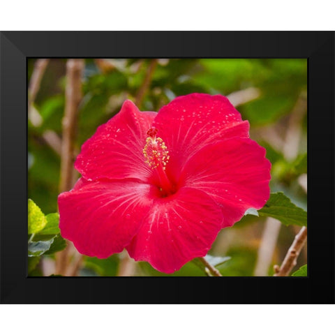 Raindrops on Hibiscus Black Modern Wood Framed Art Print by Singleton, Ashley