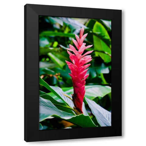 Pinky Black Modern Wood Framed Art Print by Singleton, Ashley