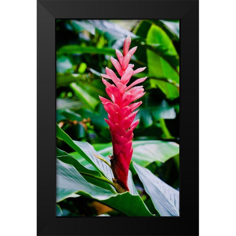 Pinky Black Modern Wood Framed Art Print by Singleton, Ashley