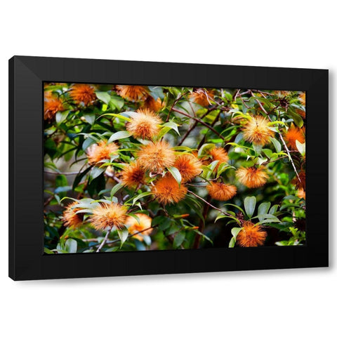 Orange Guys Black Modern Wood Framed Art Print by Singleton, Ashley