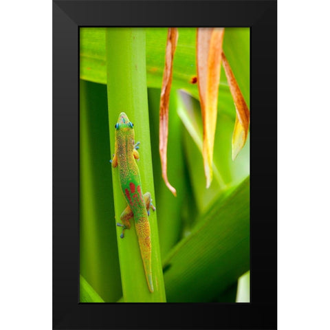 Lizs Back Black Modern Wood Framed Art Print by Singleton, Ashley