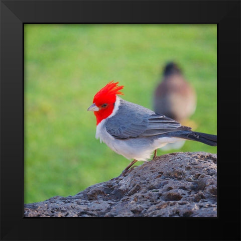 Red Head Black Modern Wood Framed Art Print by Singleton, Ashley