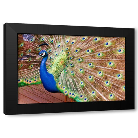 Plume II Black Modern Wood Framed Art Print with Double Matting by Singleton, Ashley
