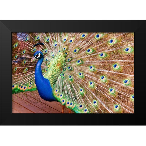 Plume II Black Modern Wood Framed Art Print by Singleton, Ashley