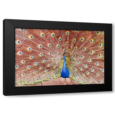 Plume III Black Modern Wood Framed Art Print with Double Matting by Singleton, Ashley