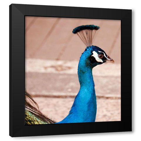 Peacock Black Modern Wood Framed Art Print with Double Matting by Singleton, Ashley