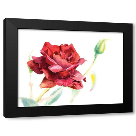 Red Rose Black Modern Wood Framed Art Print with Double Matting by Shefranov, Olga
