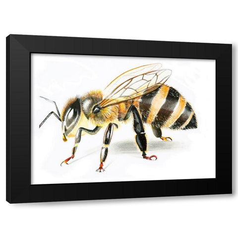 Bee II Black Modern Wood Framed Art Print by Shefranov, Olga