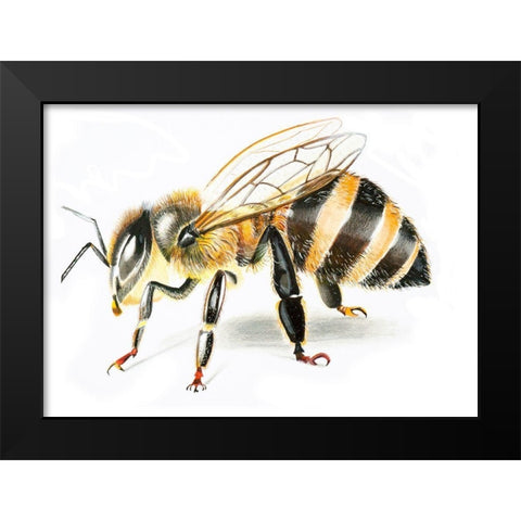 Bee II Black Modern Wood Framed Art Print by Shefranov, Olga
