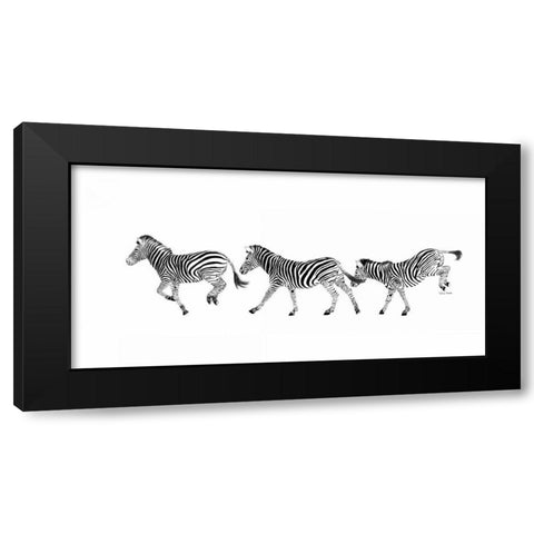 Dancing Zebras Black Modern Wood Framed Art Print by Murdock, Ramona