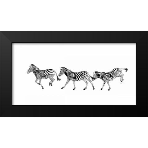 Dancing Zebras Black Modern Wood Framed Art Print by Murdock, Ramona