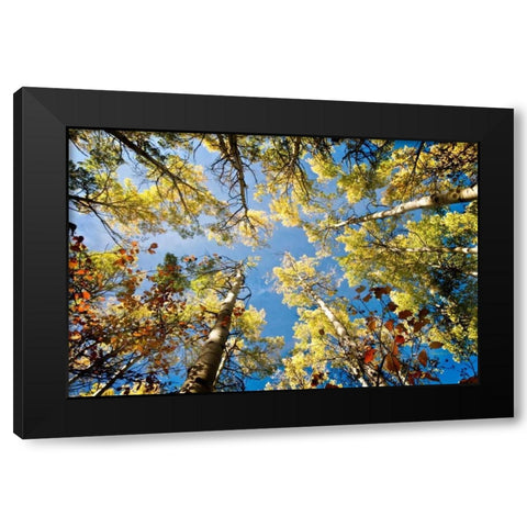 Look Up Black Modern Wood Framed Art Print by Murdock, Ramona