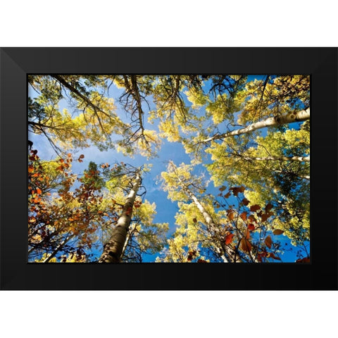 Look Up Black Modern Wood Framed Art Print by Murdock, Ramona