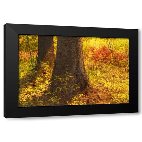 Forest Sunstream Black Modern Wood Framed Art Print by Murdock, Ramona