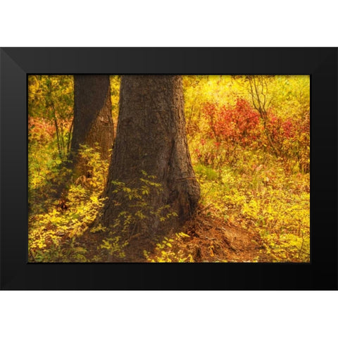 Forest Sunstream Black Modern Wood Framed Art Print by Murdock, Ramona