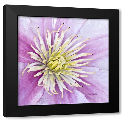 Clematis Black Modern Wood Framed Art Print with Double Matting by Murdock, Ramona