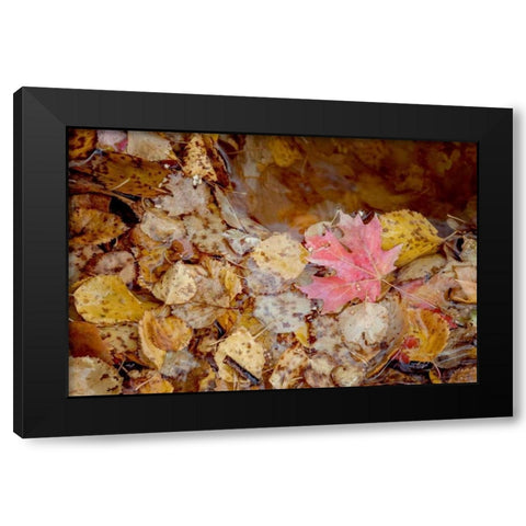 The Last Leaf Black Modern Wood Framed Art Print with Double Matting by Murdock, Ramona