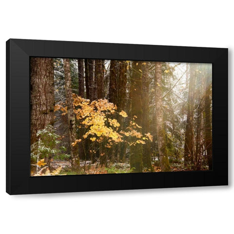 Light the Forest Black Modern Wood Framed Art Print with Double Matting by Murdock, Ramona