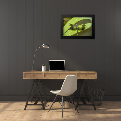 Amazon Dragonfly Black Modern Wood Framed Art Print by Murdock, Ramona