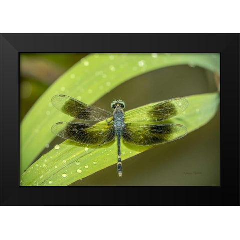 Amazon Dragonfly Black Modern Wood Framed Art Print by Murdock, Ramona