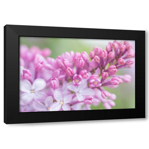 Spring Lilacs I Black Modern Wood Framed Art Print by Murdock, Ramona