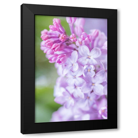 Spring Lilacs II Black Modern Wood Framed Art Print by Murdock, Ramona