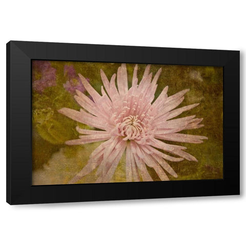 Heirloom Pink Black Modern Wood Framed Art Print with Double Matting by Murdock, Ramona