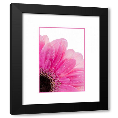 Pink Daisy Petals Black Modern Wood Framed Art Print with Double Matting by Murdock, Ramona