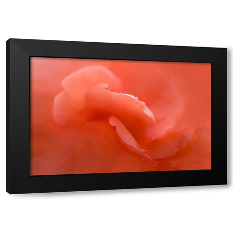 Peach Begonia Up Close Black Modern Wood Framed Art Print with Double Matting by Murdock, Ramona