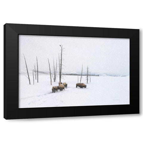 Winter Buffalo Black Modern Wood Framed Art Print by Murdock, Ramona