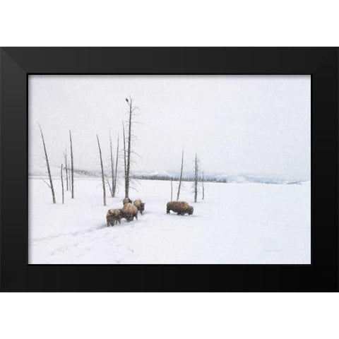Winter Buffalo Black Modern Wood Framed Art Print by Murdock, Ramona