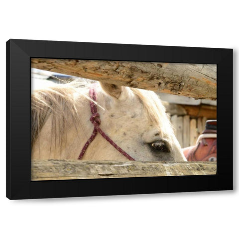 Corralled Black Modern Wood Framed Art Print by Murdock, Ramona