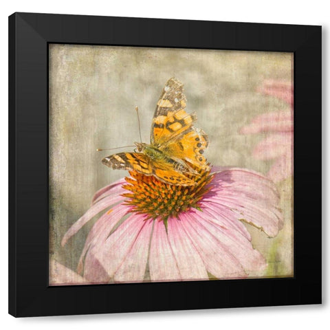 Tattered Butterfly Black Modern Wood Framed Art Print with Double Matting by Murdock, Ramona