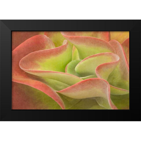 Kalanchoe Luciae The Beautiful Black Modern Wood Framed Art Print by Murdock, Ramona