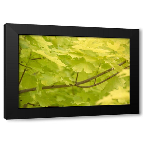 Spring Leaves II Black Modern Wood Framed Art Print with Double Matting by Murdock, Ramona