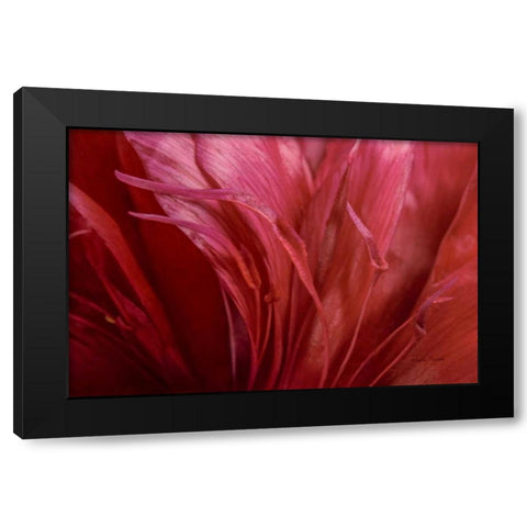 Peonia Insight II Black Modern Wood Framed Art Print by Murdock, Ramona