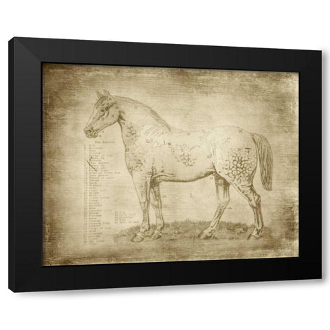 Horse Anatomy 101 Black Modern Wood Framed Art Print with Double Matting by Murdock, Ramona